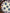 Blue-and-White Doucai Baoxiang Pattern Set